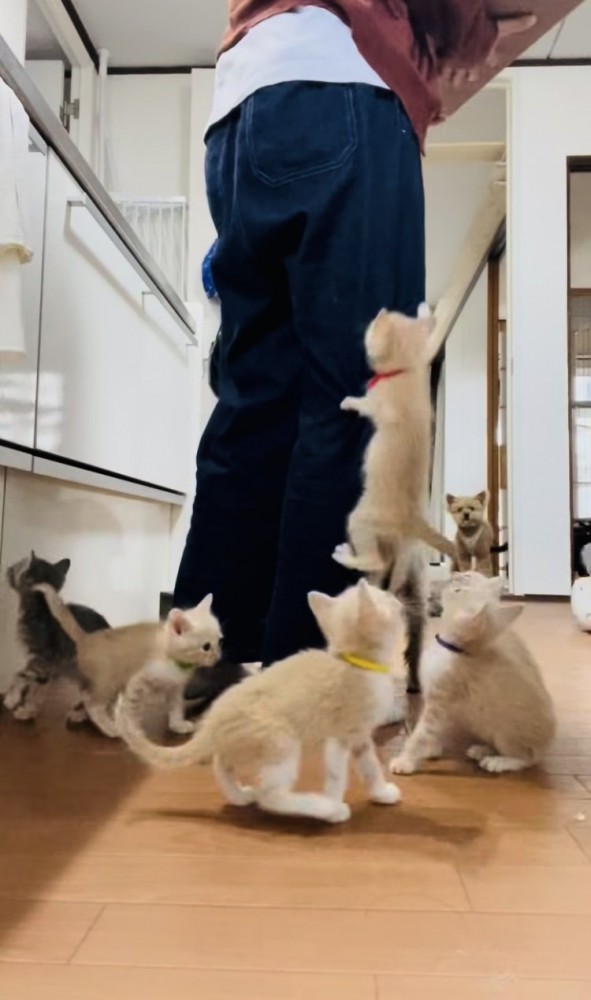 投稿主さんのごはんの準備が待ちきれず騒ぐ子猫たち