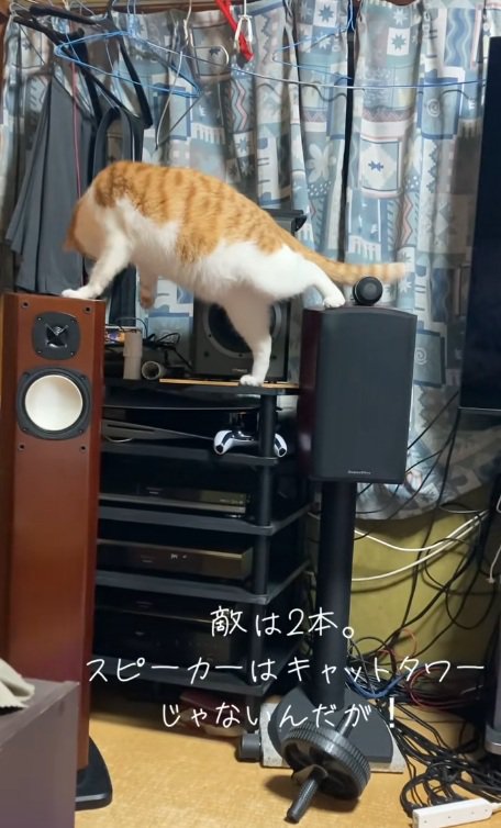 スピーカーの上に乗って棚の上のものを落とそうとする猫
