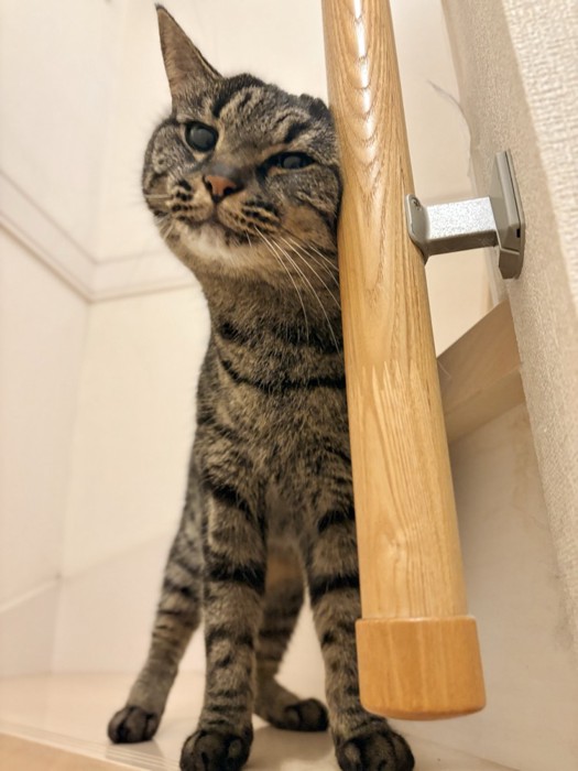 手すりにすり寄るキジトラ猫