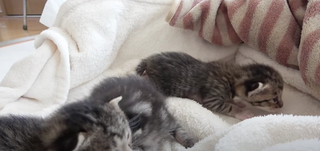 毛布の上を歩き出す子猫
