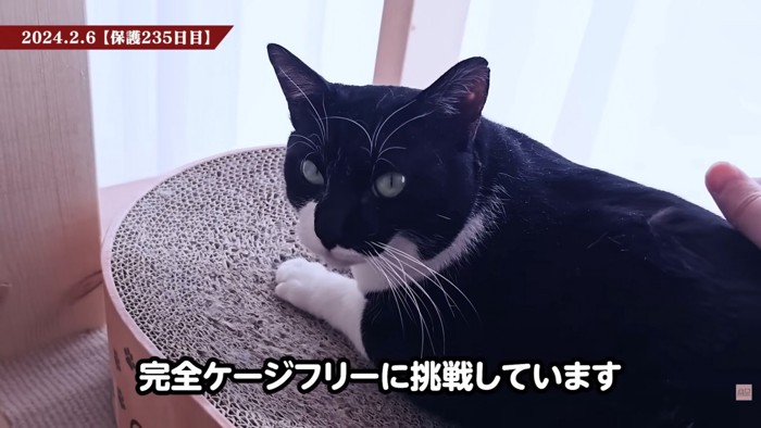 テロップ「完全ケージフリー~」