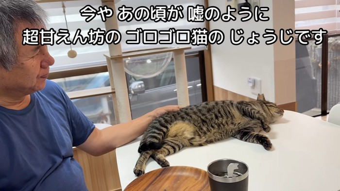 くつろいでいる猫