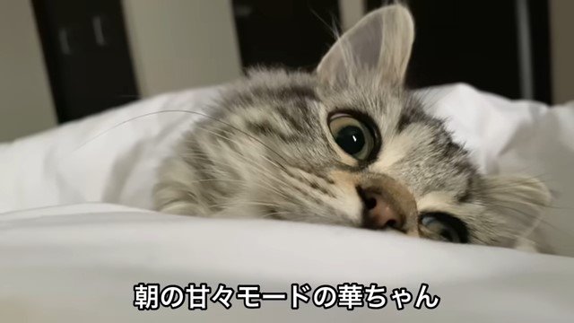 布団に埋もれている猫