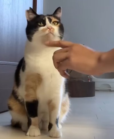 猫の顎に人の人差し指