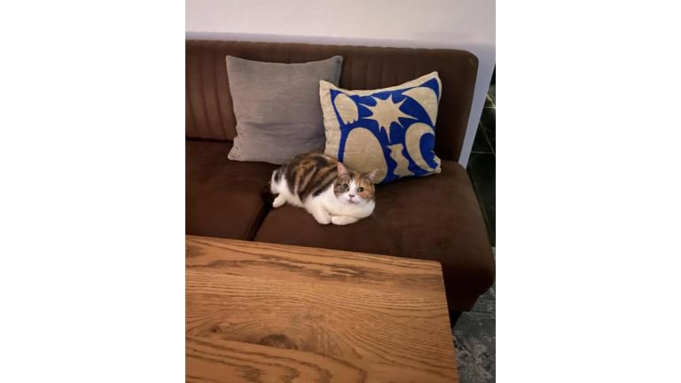 ソファーに座る猫