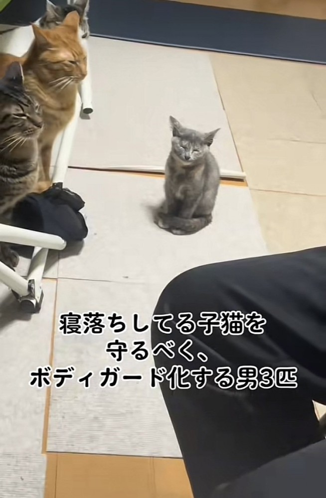 ウトウトする子猫を見守るキジトラ猫と茶トラ猫とハチワレ猫