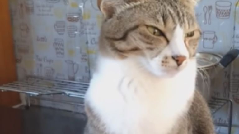 キッチンにいる猫