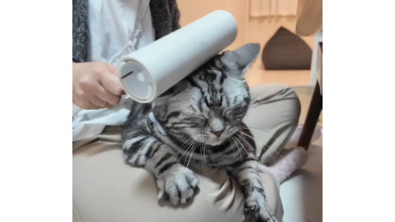 コロコロされている猫