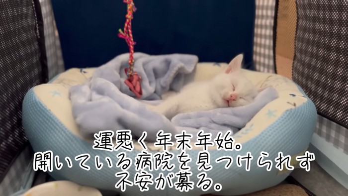 寝ている子猫