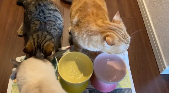 キジトラと白猫が1つの器で食べている