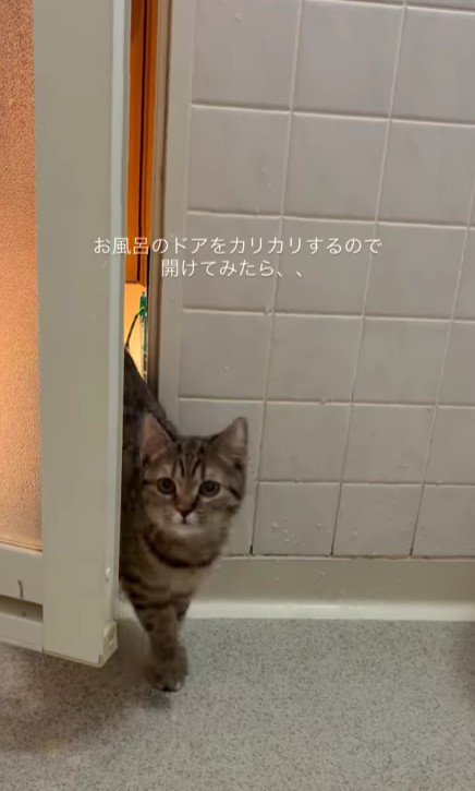 お風呂場に入ってくる猫