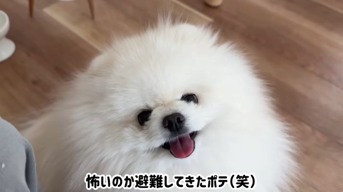 ポメラニアンの顔のドアップ