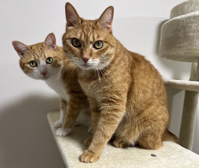 カメラ目線の2匹の猫