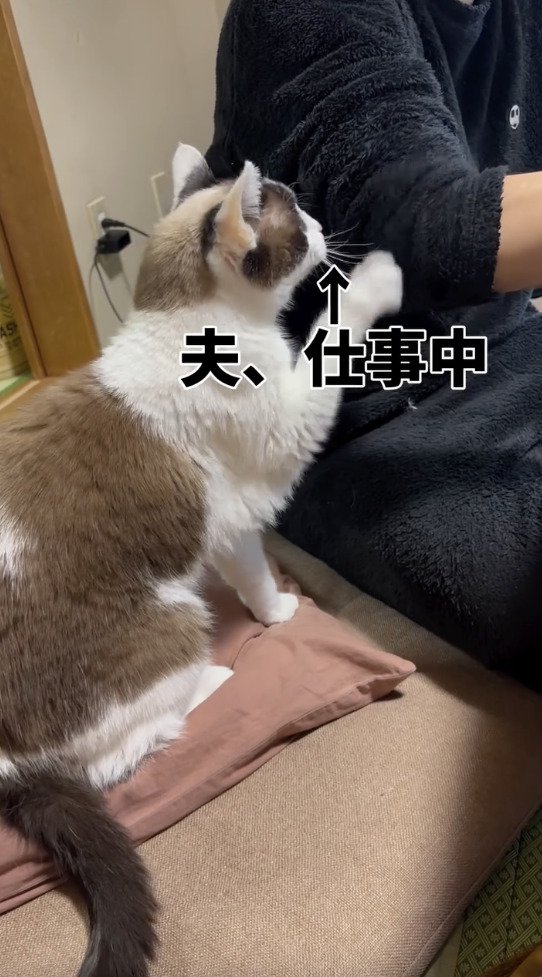 仕事中の旦那さんを見つめる猫