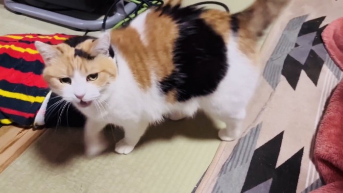 パパを見ながら鳴く三毛猫
