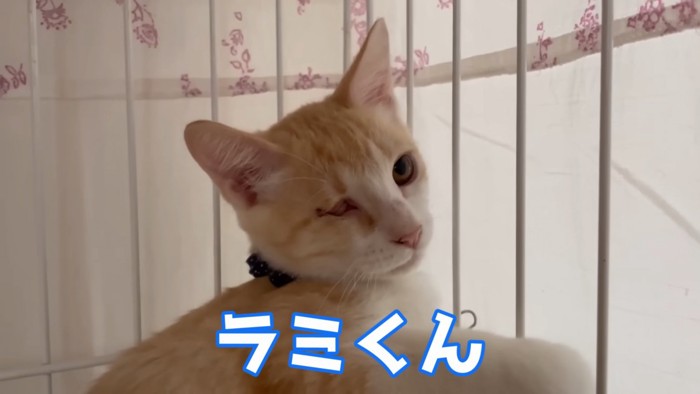 ケージにしがみつく子猫