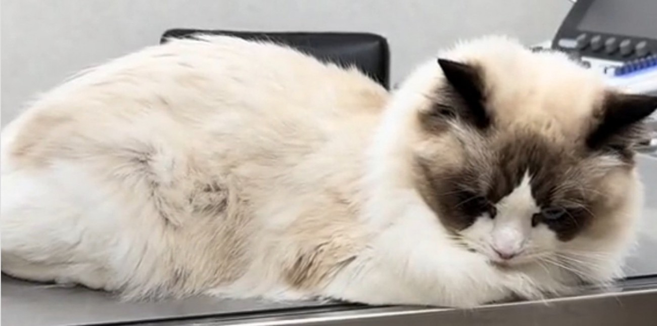 睨みつけるムンタちゃん