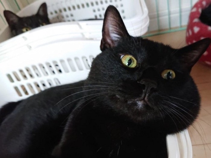 かごの縁にあごを乗せる猫