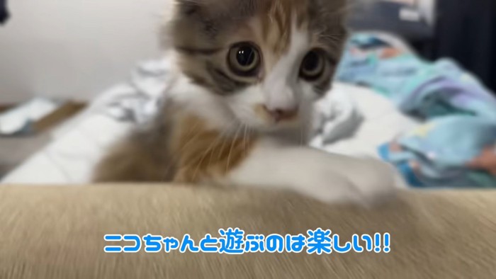 テロップ「ニコちゃんと遊ぶのは～」