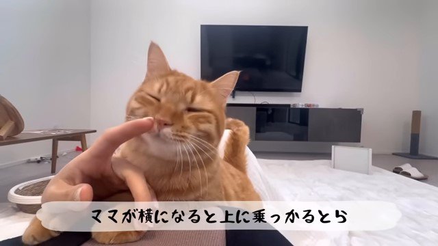 お腹の上の猫の鼻に触れる人の手