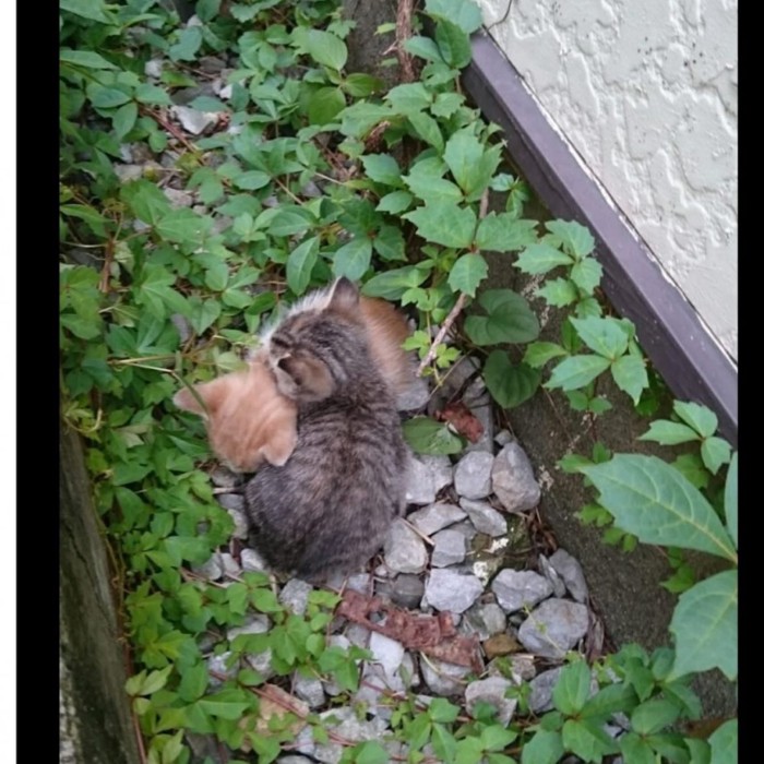 身を寄せ合う2匹の猫