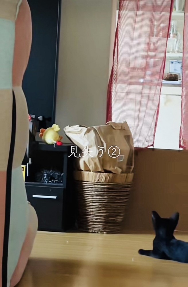 ぬいぐるみを探す子猫