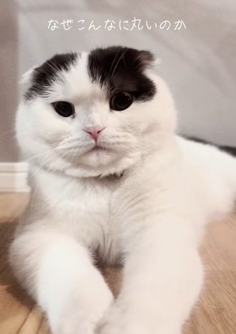 ふせて正面を見ている猫