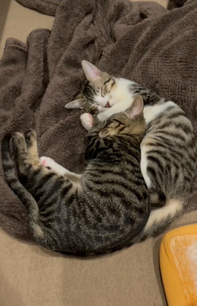 寝ている猫2匹
