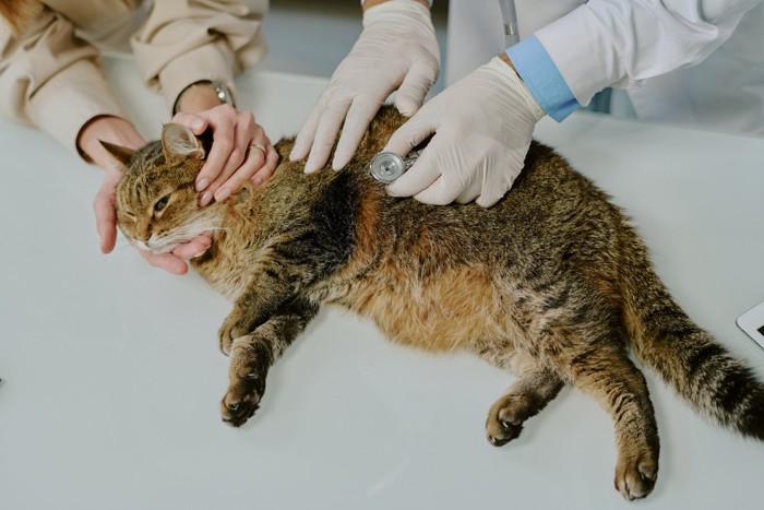 健康診断を受ける猫