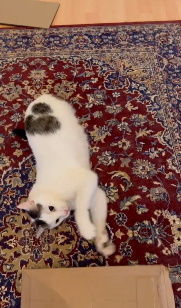 床に寝そべる猫1