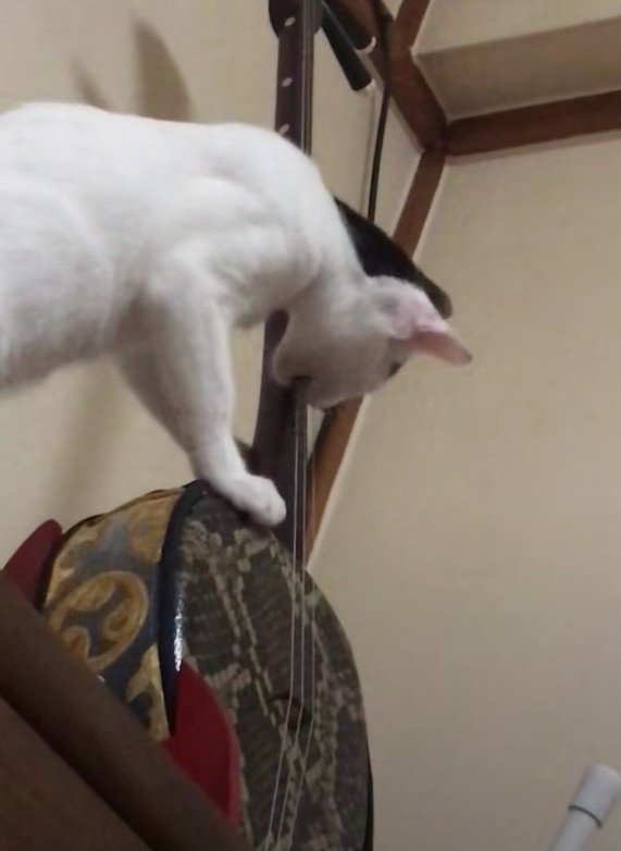 三線を奏でるハリーくん