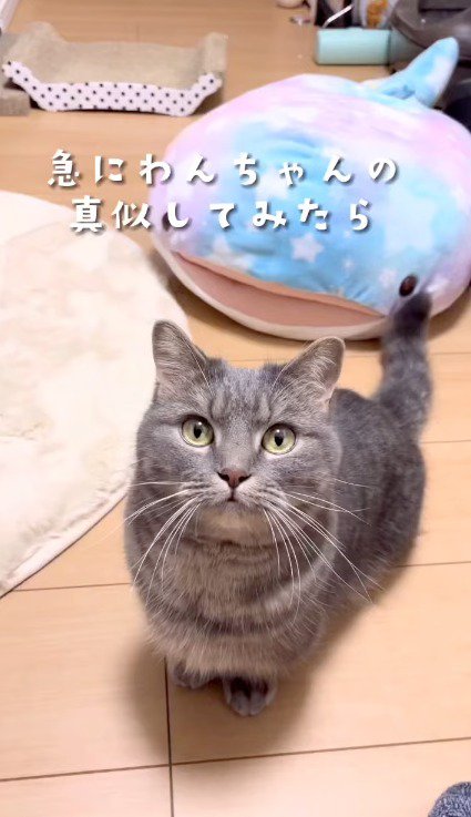 カメラを見つめる猫