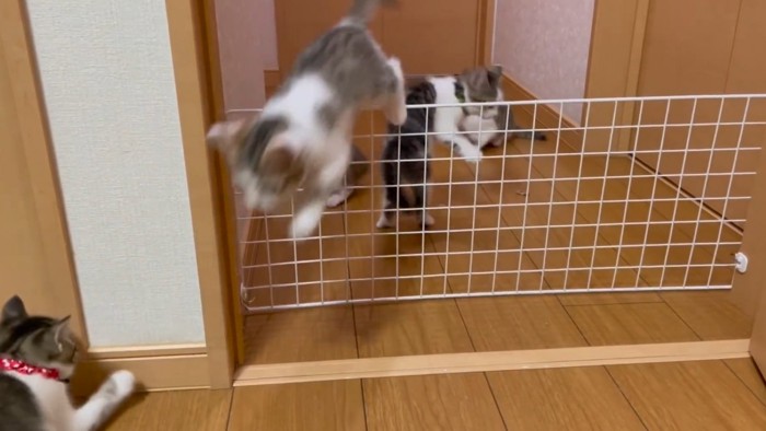 びっくりして部屋の中へ戻ろうと柵を越えた子猫