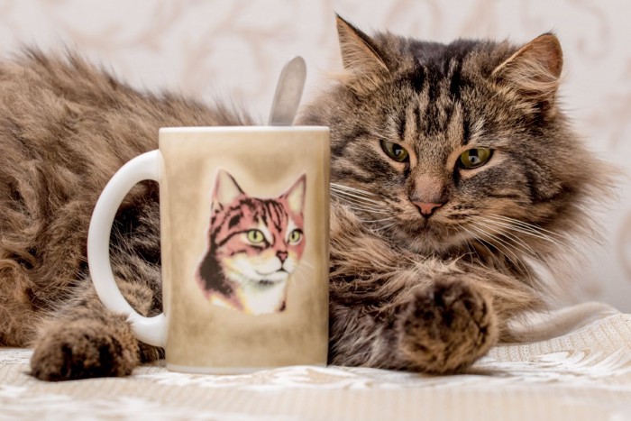 マグカップと猫