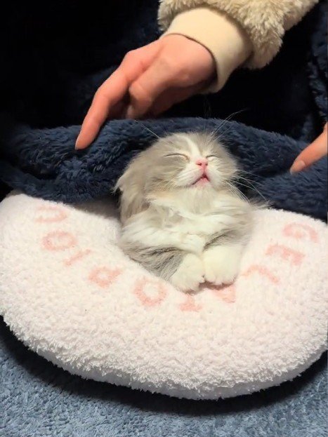 毛布をかけられる猫