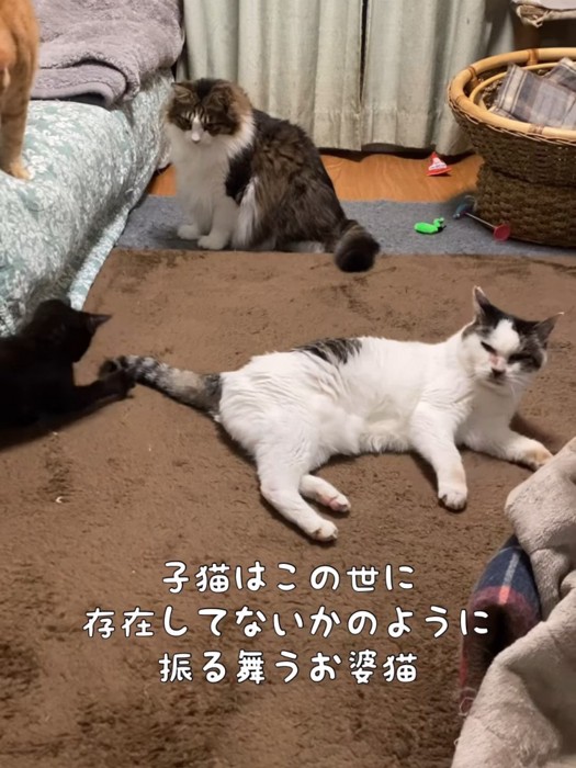 横になる猫のしっぽで遊ぶ子猫