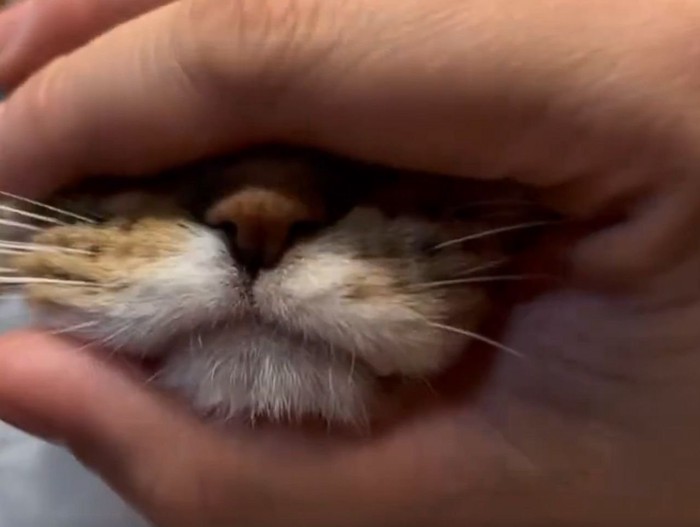 マッサージされる三毛猫の口元2