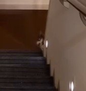 階段下で顔を出す猫(アップ)