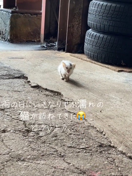 鳴いている子猫