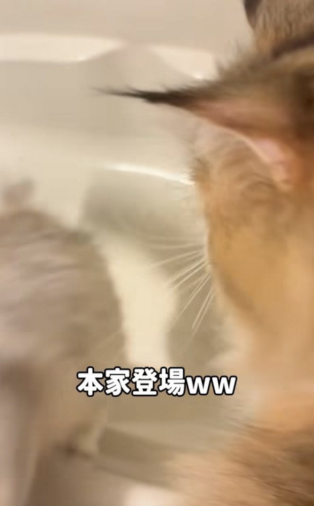 バスタブの縁に乗る妹ミヌエットとバスタブから逃げる姉ミヌエット