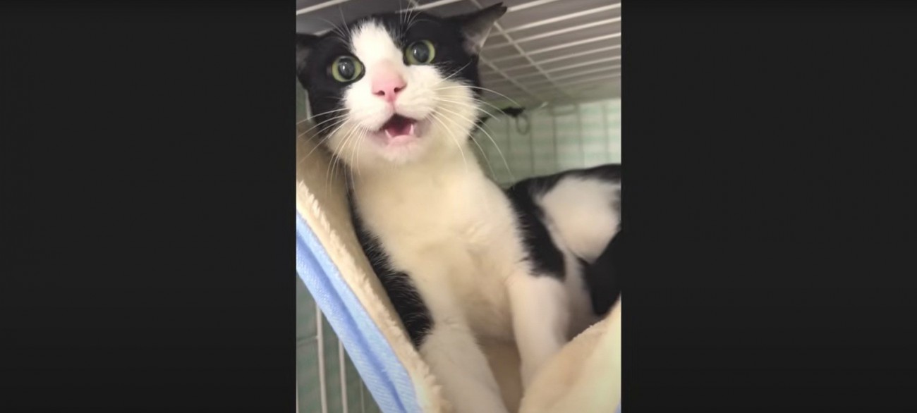 威嚇している猫