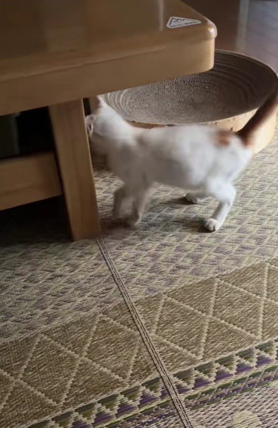 おうちに入ってきた子猫