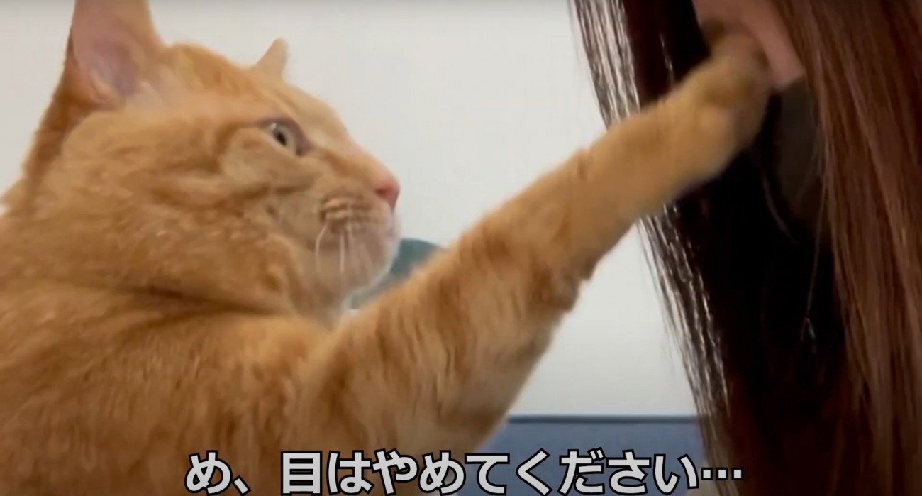 目を触る猫