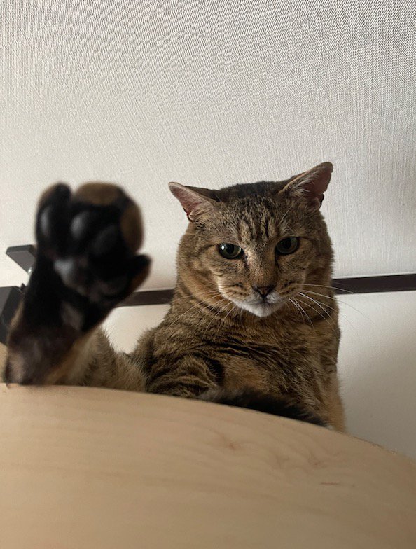 キャットウォークの上でくつろぐ猫