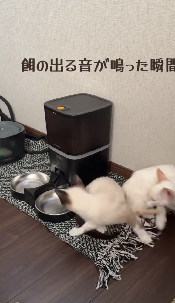 「餌の出る音が鳴った瞬間」のテロップ写真