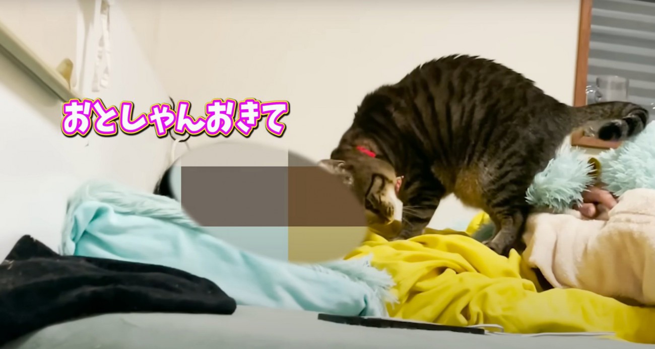 頭をこすりつける猫
