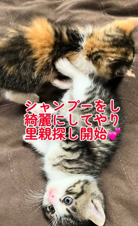 布団に寝転がる2匹の子猫
