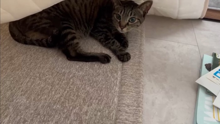 ラグにもぐりこむももまるちゃん