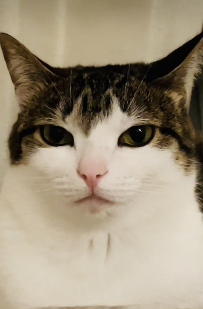 毛布の上で寛ぐキジシロ猫