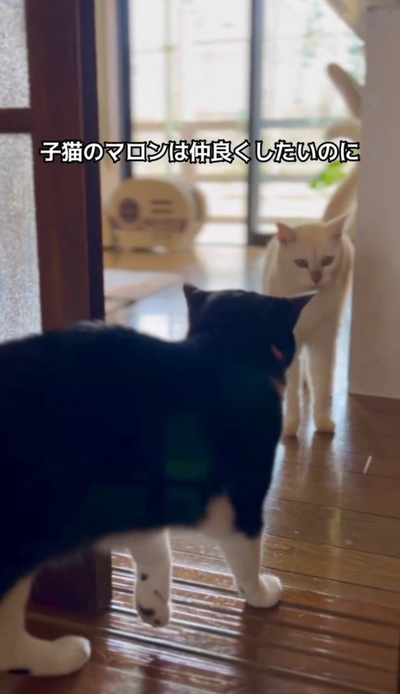 向かい合う2匹の猫